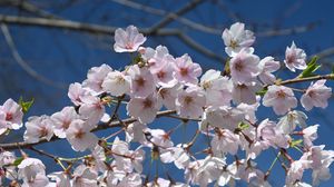 Preview wallpaper sakura, flowers, petals, branch, spring