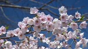 Preview wallpaper sakura, flowers, petals, branch, spring