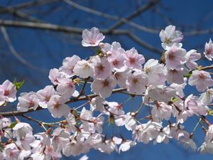 Preview wallpaper sakura, flowers, petals, branch, spring