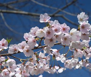 Preview wallpaper sakura, flowers, petals, branch, spring