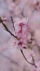 Preview wallpaper sakura, flowers, petals, branch, spring, macro, pink