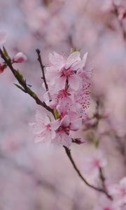 Preview wallpaper sakura, flowers, petals, branch, spring, macro, pink