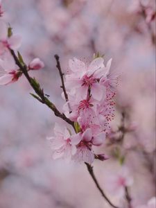 Preview wallpaper sakura, flowers, petals, branch, spring, macro, pink