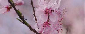 Preview wallpaper sakura, flowers, petals, branch, spring, macro, pink