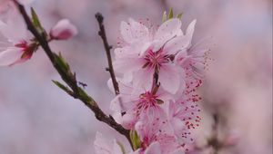 Preview wallpaper sakura, flowers, petals, branch, spring, macro, pink