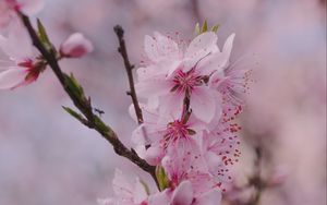 Preview wallpaper sakura, flowers, petals, branch, spring, macro, pink