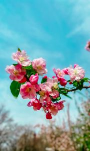 Preview wallpaper sakura, flowers, petals, spring, branch, macro