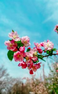 Preview wallpaper sakura, flowers, petals, spring, branch, macro