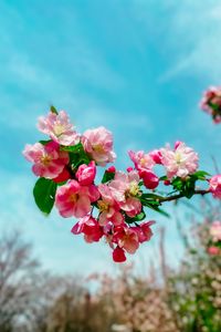 Preview wallpaper sakura, flowers, petals, spring, branch, macro