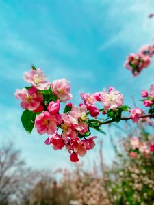 Preview wallpaper sakura, flowers, petals, spring, branch, macro