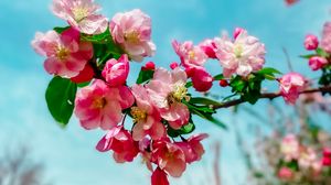 Preview wallpaper sakura, flowers, petals, spring, branch, macro