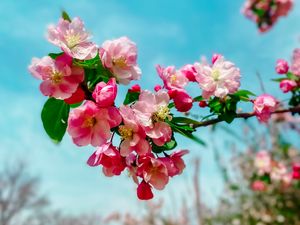 Preview wallpaper sakura, flowers, petals, spring, branch, macro