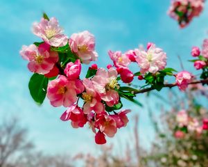 Preview wallpaper sakura, flowers, petals, spring, branch, macro