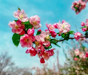 Preview wallpaper sakura, flowers, petals, spring, branch, macro