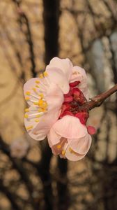 Preview wallpaper sakura, flowers, petals, branches, spring, macro