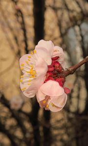 Preview wallpaper sakura, flowers, petals, branches, spring, macro