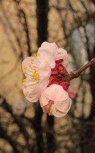 Preview wallpaper sakura, flowers, petals, branches, spring, macro