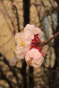 Preview wallpaper sakura, flowers, petals, branches, spring, macro