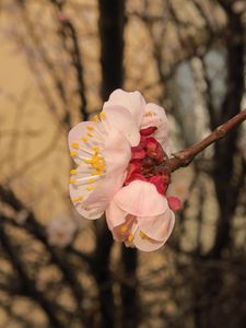 Preview wallpaper sakura, flowers, petals, branches, spring, macro