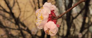 Preview wallpaper sakura, flowers, petals, branches, spring, macro