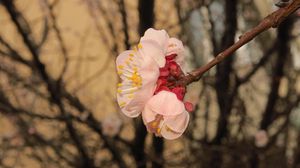 Preview wallpaper sakura, flowers, petals, branches, spring, macro
