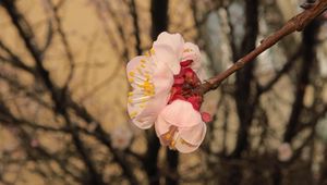 Preview wallpaper sakura, flowers, petals, branches, spring, macro