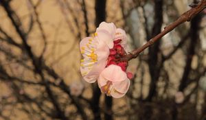 Preview wallpaper sakura, flowers, petals, branches, spring, macro