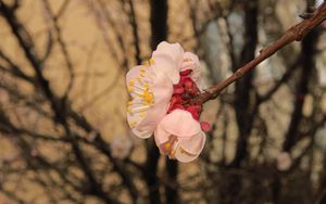 Preview wallpaper sakura, flowers, petals, branches, spring, macro