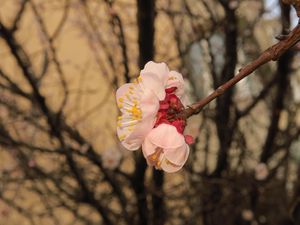 Preview wallpaper sakura, flowers, petals, branches, spring, macro