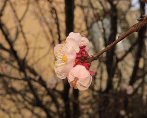 Preview wallpaper sakura, flowers, petals, branches, spring, macro