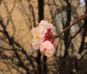 Preview wallpaper sakura, flowers, petals, branches, spring, macro