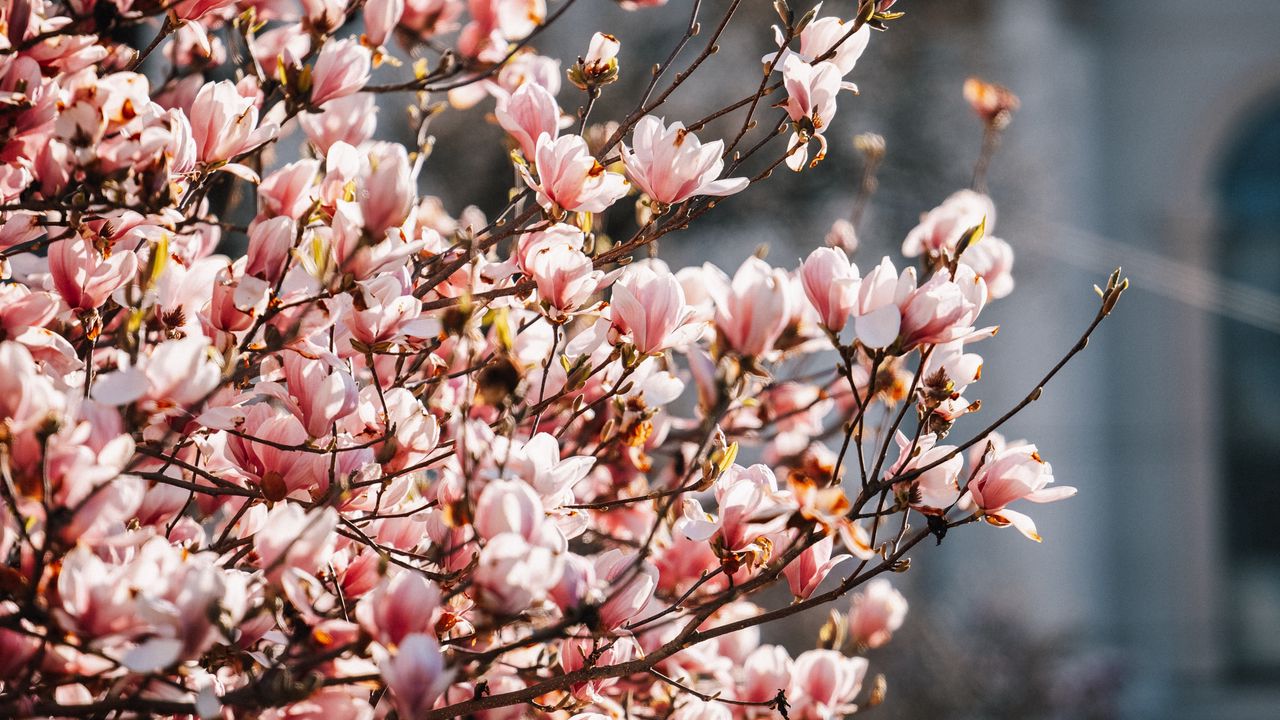 Wallpaper sakura, flowers, petals, branches, spring, macro, pink