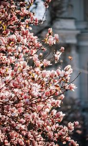 Preview wallpaper sakura, flowers, petals, branches, spring, macro, pink