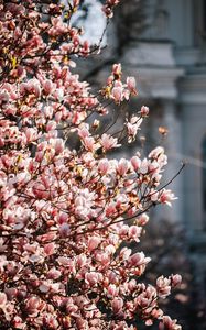 Preview wallpaper sakura, flowers, petals, branches, spring, macro, pink