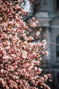Preview wallpaper sakura, flowers, petals, branches, spring, macro, pink