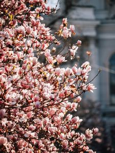 Preview wallpaper sakura, flowers, petals, branches, spring, macro, pink