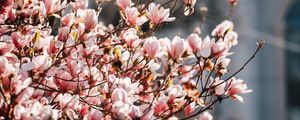 Preview wallpaper sakura, flowers, petals, branches, spring, macro, pink