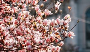 Preview wallpaper sakura, flowers, petals, branches, spring, macro, pink