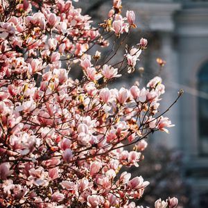 Preview wallpaper sakura, flowers, petals, branches, spring, macro, pink