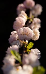 Preview wallpaper sakura, flowers, petals, branch, spider, insect, macro