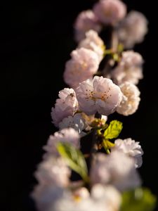 Preview wallpaper sakura, flowers, petals, branch, spider, insect, macro