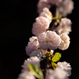 Preview wallpaper sakura, flowers, petals, branch, spider, insect, macro