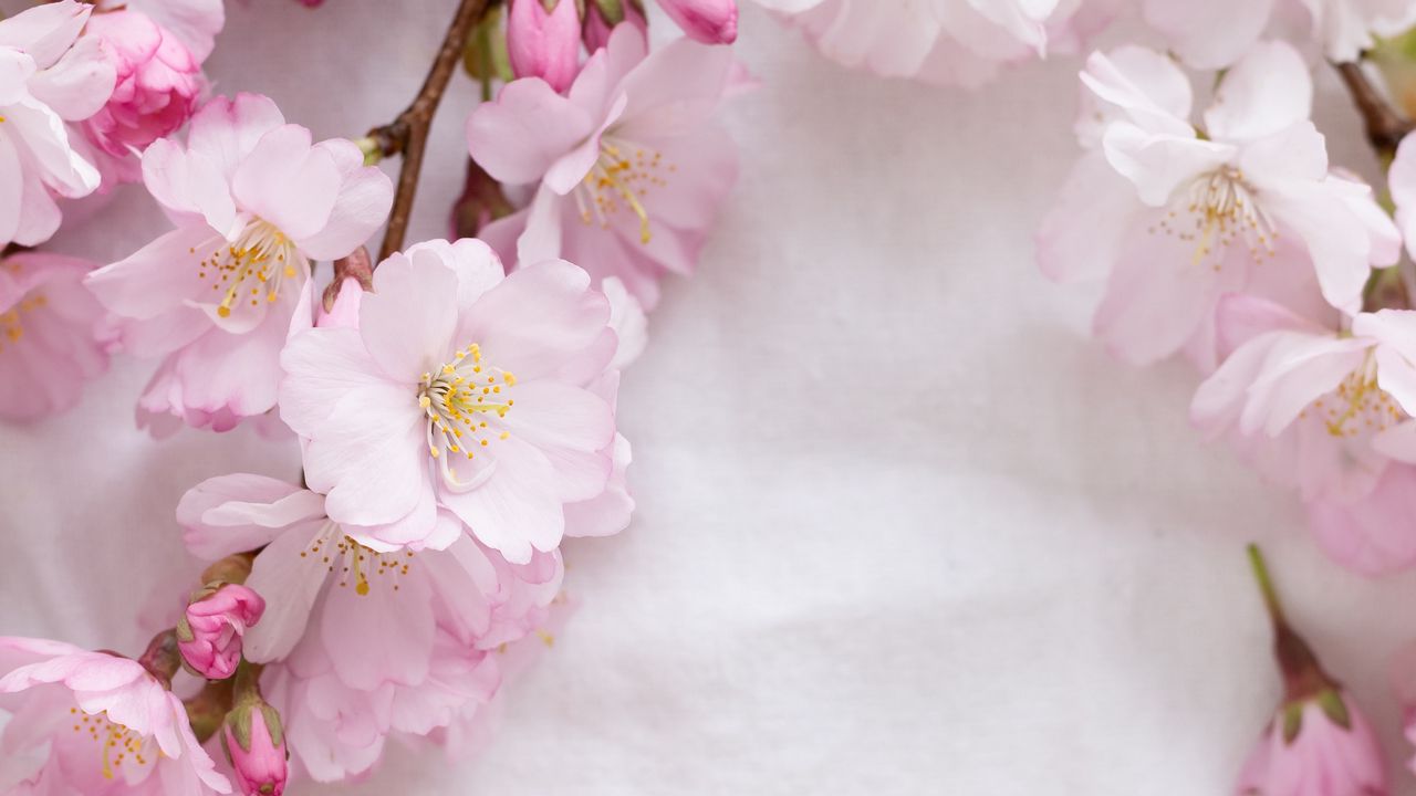 Wallpaper sakura, flowers, petals, branches, spring, pink hd, picture ...