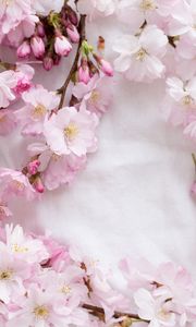 Preview wallpaper sakura, flowers, petals, branches, spring, pink