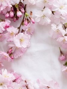 Preview wallpaper sakura, flowers, petals, branches, spring, pink
