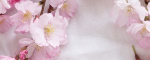 Preview wallpaper sakura, flowers, petals, branches, spring, pink