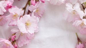 Preview wallpaper sakura, flowers, petals, branches, spring, pink