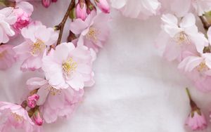 Preview wallpaper sakura, flowers, petals, branches, spring, pink