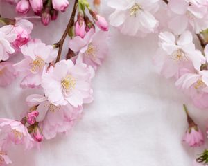 Preview wallpaper sakura, flowers, petals, branches, spring, pink