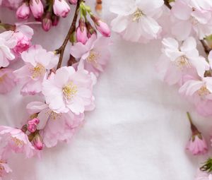 Preview wallpaper sakura, flowers, petals, branches, spring, pink